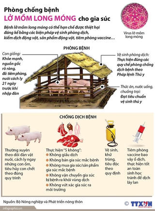 [Infographics] Phòng chống bệnh lở mồm long móng cho gia súc