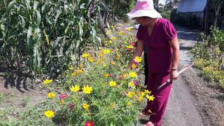 Nhân rộng mô hình trồng hoa trên đường làng