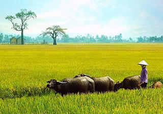 Mua bảo hiểm cho trâu, bò