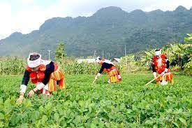 Chương trình mục tiêu quốc gia phát triển KTXH vùng đồng bào dân tộc thiểu số: Phấn đấu thu nhập bình quân tăng trên 2 lần