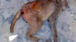 100 con khỉ bỗng dưng rơi xuống chết bí ẩn ở ngôi làng Ấn Độ