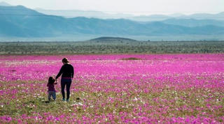 Sa mạc Atacama 'nở hoa'