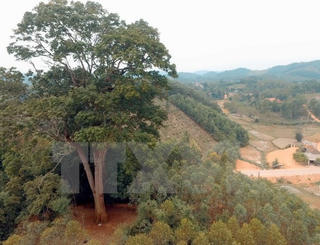 Cây lim xanh nghìn tuổi trở thành Cây di sản