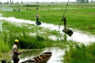 ĐBSCL: Ứng dụng viễn thám trong giám sát lúa