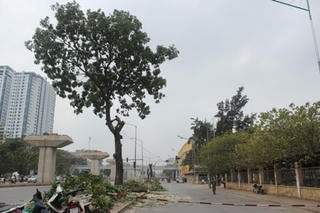Hà Nội chặt hạ, di chuyển hàng loạt cây xanh trên đường Cầu Giấy