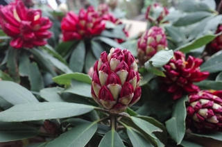 Bảo vệ Vương quốc hoa đỗ quyên