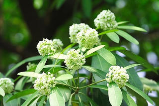 Nồng nàn hoa sữa