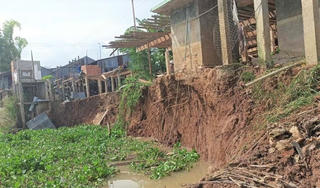 An Giang: Bờ Đông sông Châu Đốc sạt lở nghiêm trọng