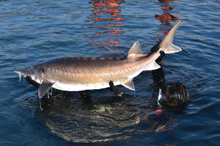 Mâm cỗ Tết và món cá Hoàng gia