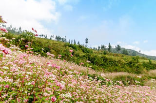 Mùa này Tam giác mạch
