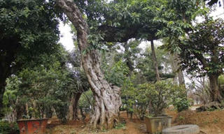 Đường dây buôn bán siêu cây trăm tỷ ở Hà Nội