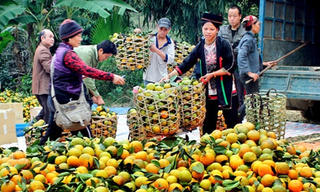 Tuyên Quang: Nông dân đổi đời từ cam sành