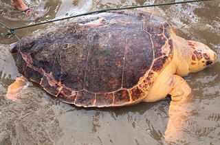 Rùa biển 70 kg vào gần bờ đẻ trứng ở Quảng Trị