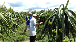Trồng cây thanh long theo hướng hữu cơ