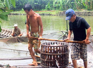 Giá cá tra tăng, người nuôi vẫn lo