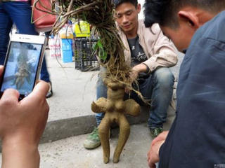 Kỳ lạ hà thủ ô mang hình hài phụ nữ
