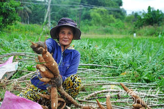 Quảng Ngãi: Nông dân phấn khởi vì sắn được mùa, được giá