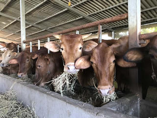 Nuôi bò sinh sản nhốt chuồng