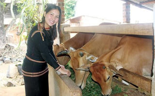 Nổi tiếng nhờ nuôi bò