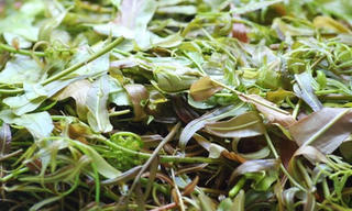 1 người chết, 4 người nhập viện do ngộ độc lá rừng
