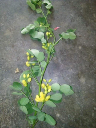 Uống nước nấu từ cây thuốc lạ, vợ chết, chồng nguy kịch