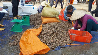 Hà Tĩnh: Ngư dân trúng đậm sò lụa