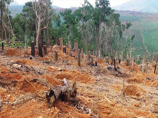Đắk Nông là địa phương có tốc độ mất rừng nhanh nhất Nam Trung Bộ và Tây Nguyên