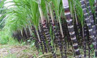 Thúc đẩy phòng vệ thực phẩm