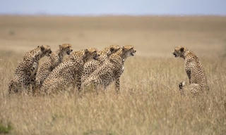 Năm con báo săn đực cùng truy đuổi báo cái