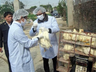 Đắk Nông xuất hiện ổ dịch cúm gia cầm H5N1