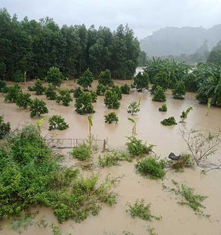 Bình Thuận: Mưa lớn kèm theo xả lũ khiến hoa màu bị ngập úng             