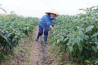 Diện tích cây màu và cây công nghiệp ngắn ngày giảm mạnh