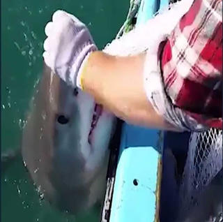 Tay không đấu với cá mập khổng lồ