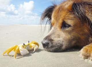 Tình bạn không phân biệt giống loài