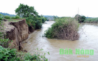Đắk Nông: Gần 6 tỷ đồng gia cố phòng chống sạt lở sông Krông Nô
