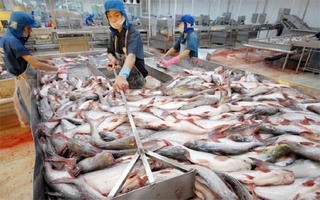 Mỹ lại áp thuế chống bán phá giá cá tra