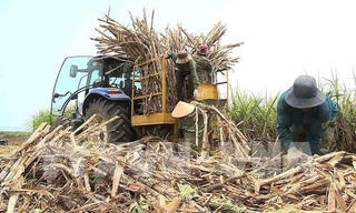 Tái cơ cấu ngành mía đường để tăng cạnh tranh