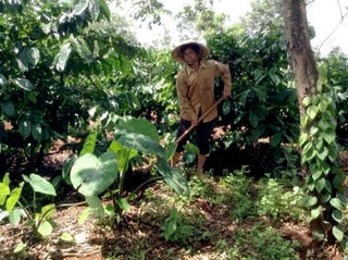 Bi kịch gia đình qua một bản án