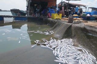 Cá nuôi lồng bè lại chết hàng loạt ở Bà Rịa-Vũng Tàu