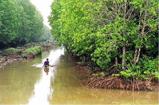 Cà Mau: Phát huy thế mạnh nuôi tôm sinh thái