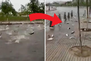 Hàng trăm con cá nhảy lên bờ ‘tự sát’