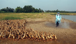 Giám sát chặt đàn vịt chạy đồng