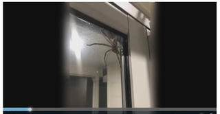 [VIDEO] Cặp vợ chồng hoảng sợ khi thấy con nhện khổng lồ trước cửa nhà