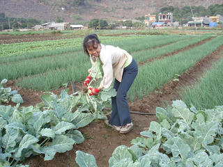 Sản xuất nông nghiệp hữu cơ: Giảm áp lực an toàn vệ sinh thực phẩm