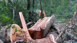 Đắk Lắk: Phát hiện vụ khai thác gỗ trái phép tại xã Hòa Lễ, huyện Krông Bông