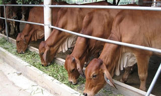 Kỹ thuật nuôi bò thịt