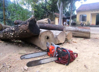 Bắc Giang: Rừng nguyên sinh vẫn bị đốn hạ