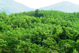 Lâm Đồng: Tiếp tục chương trình Giảm phát thải khí nhà kính thông qua nỗ lực hạn chế mất rừng…