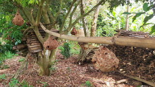 Cháu bé 2 tuổi bị ong vò vẽ láng giềng đốt tử vong