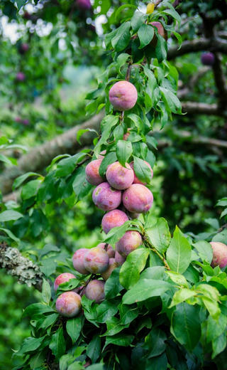 Mận đỏ và mận chín sớm